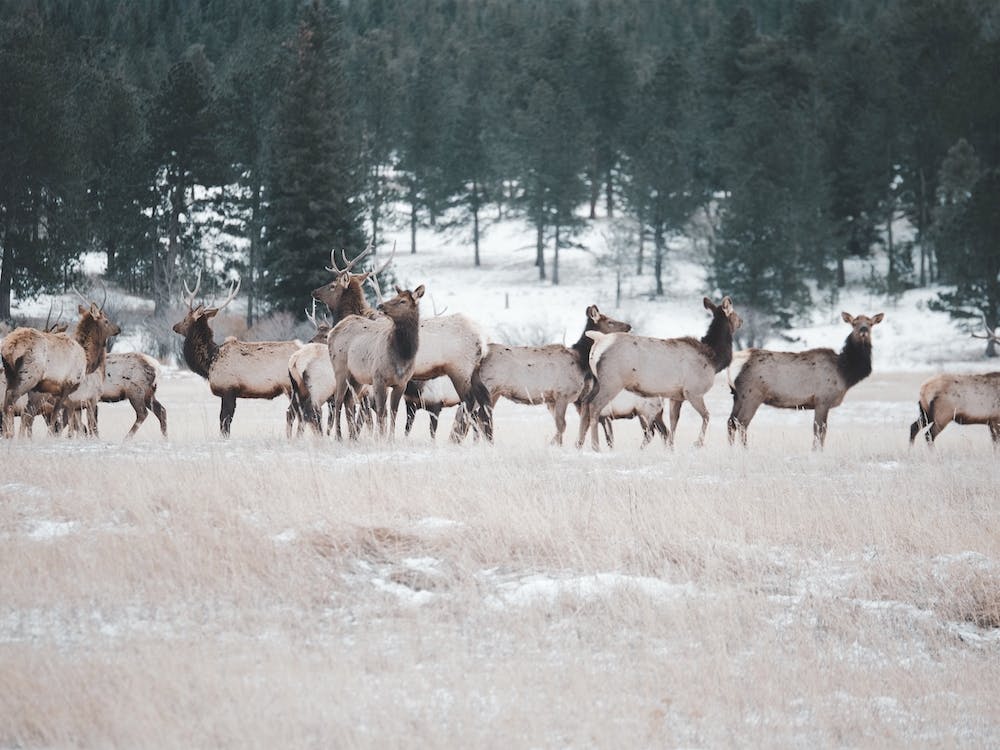 Elk Herd
