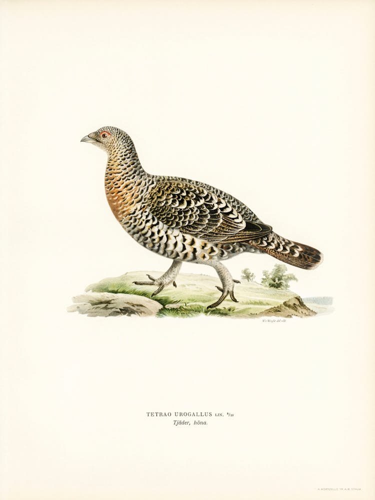 Western Capercaillie, The Von Wright Brothers