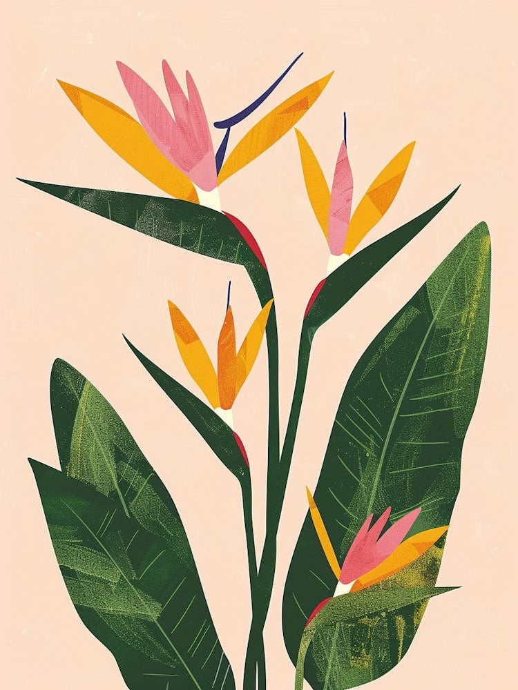 Bird Of Paradise Plant Minimalist Illustration 8