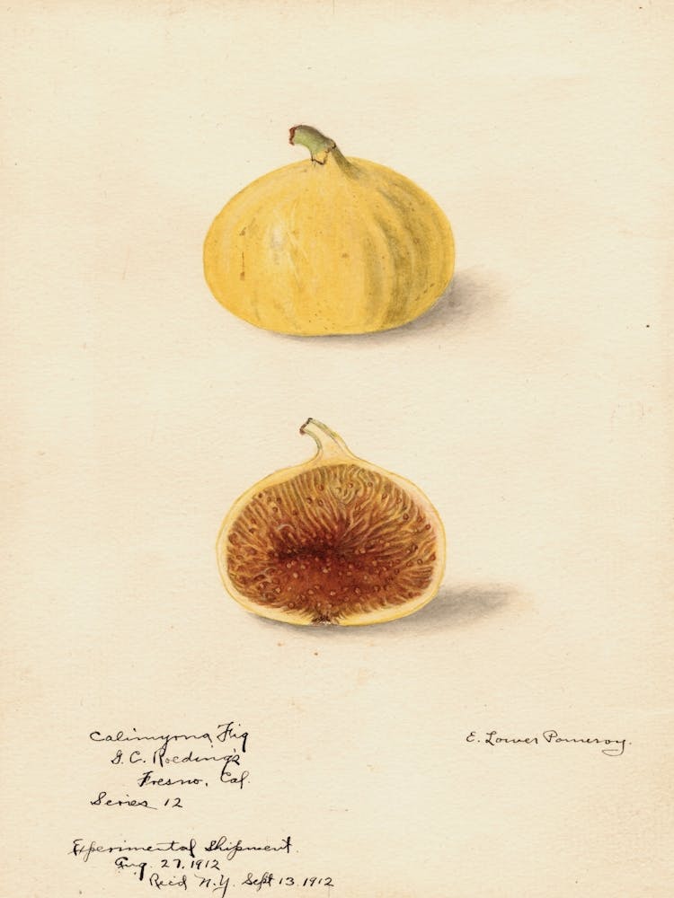 Figs 1