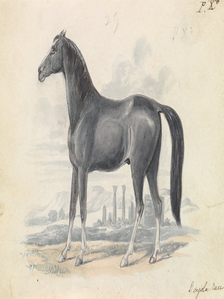 Aphrodisiac Horse
