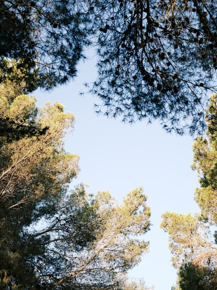 Looking up in the forest // Ibiza Nature & Travel Photography