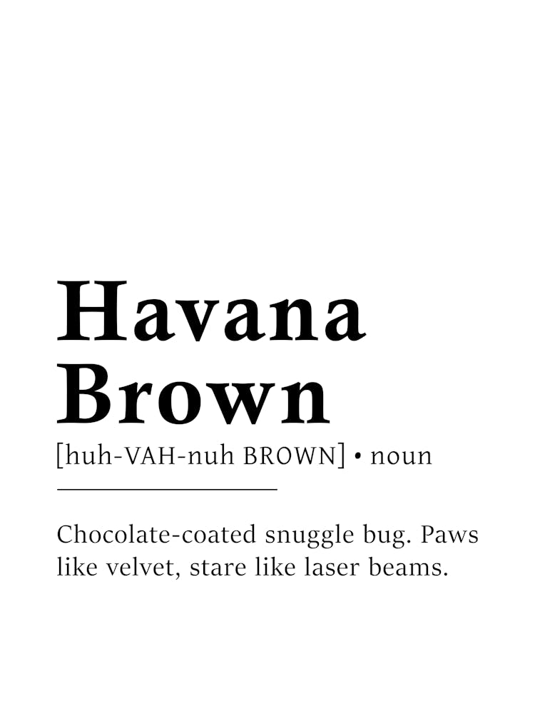 Havana Brown Definition Poster - Dictionary