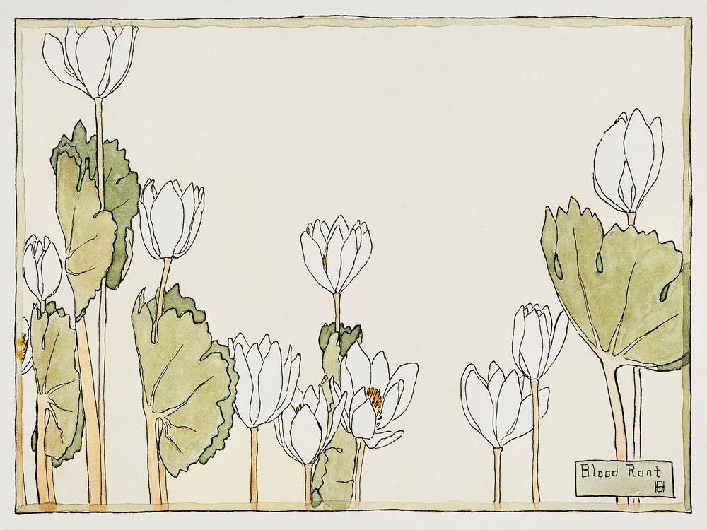 Blood Root (1915), Hannah Borger Overbeck