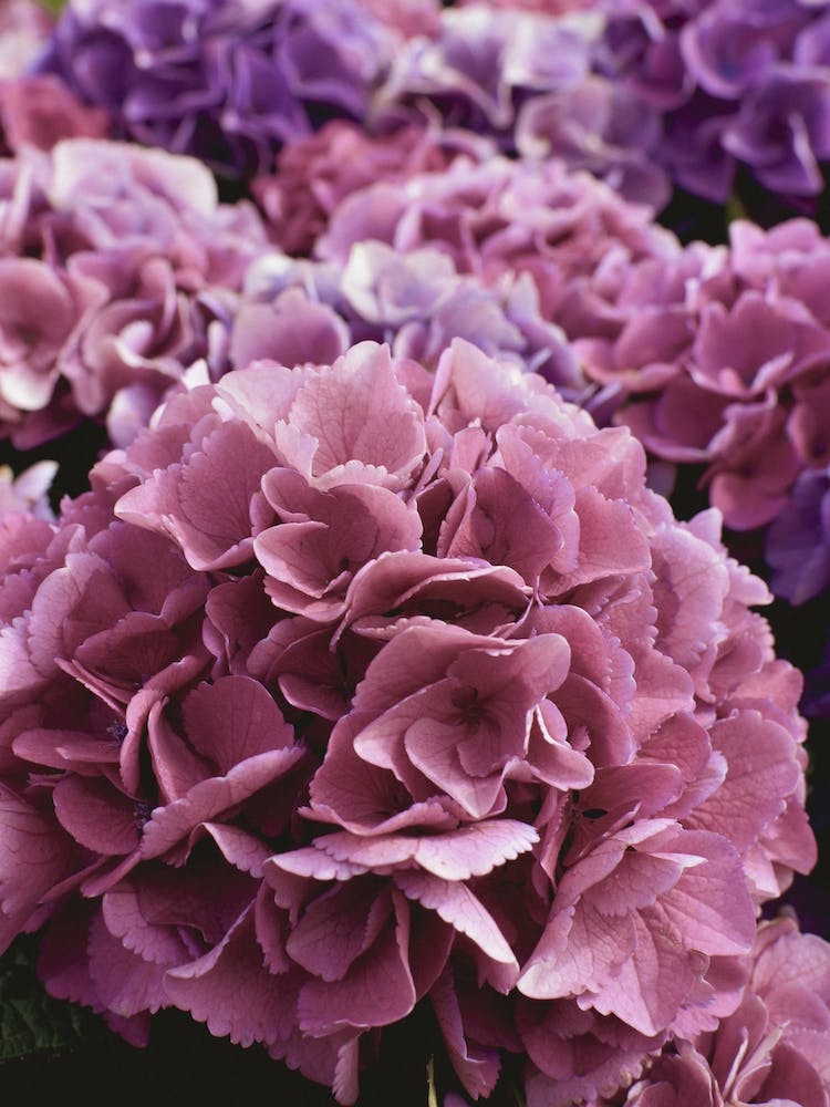 Precious Pink