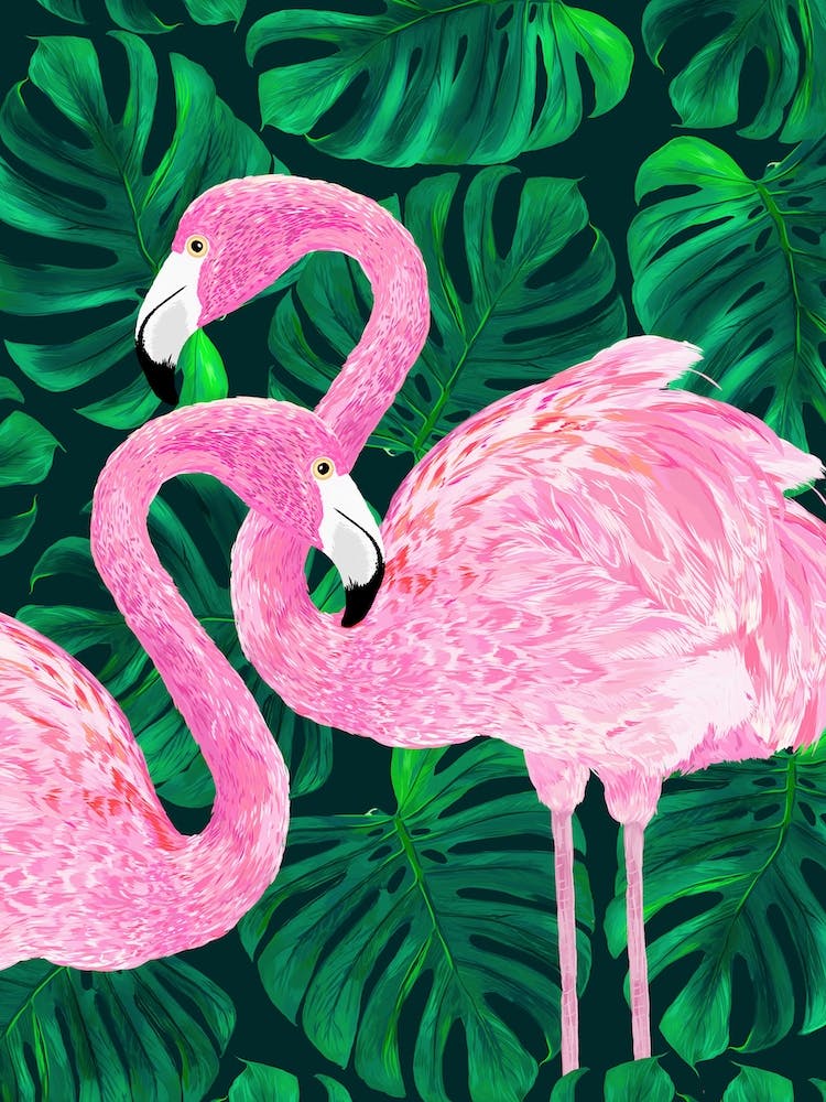 Flamingos