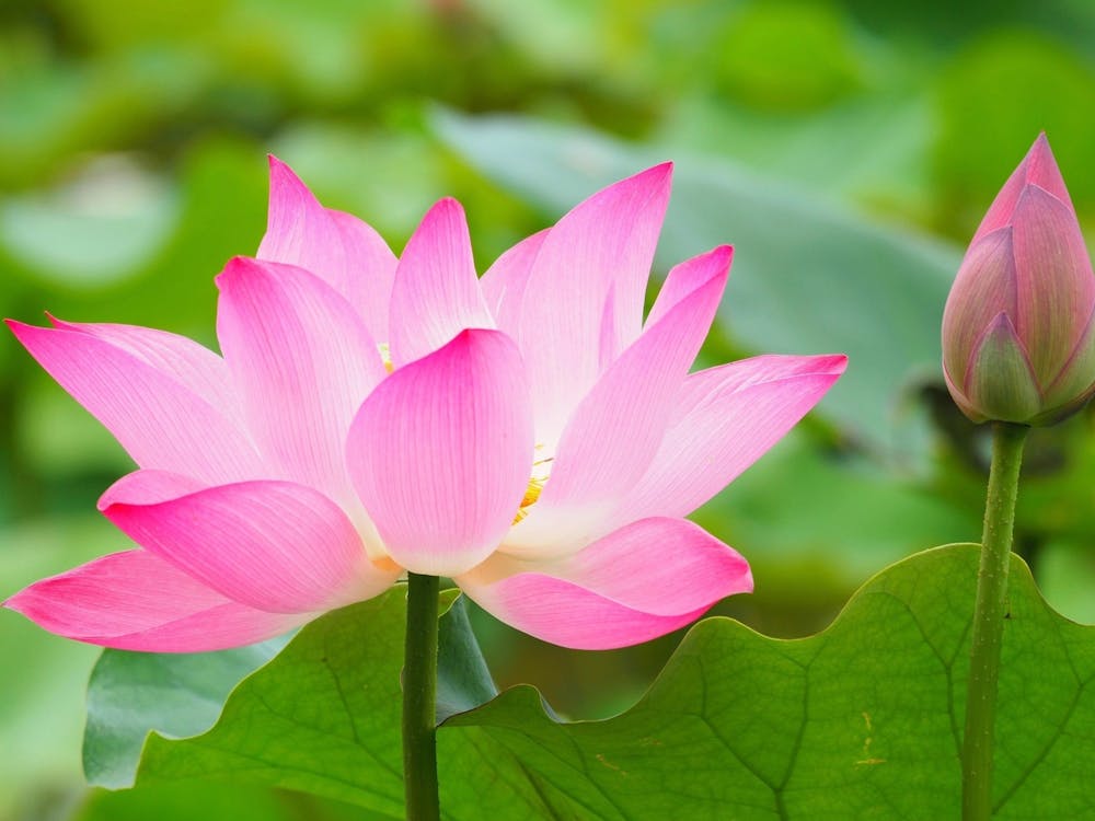 Lotus Flower 17