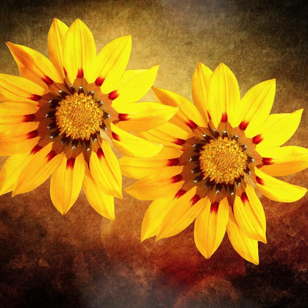 Sunflowers 1