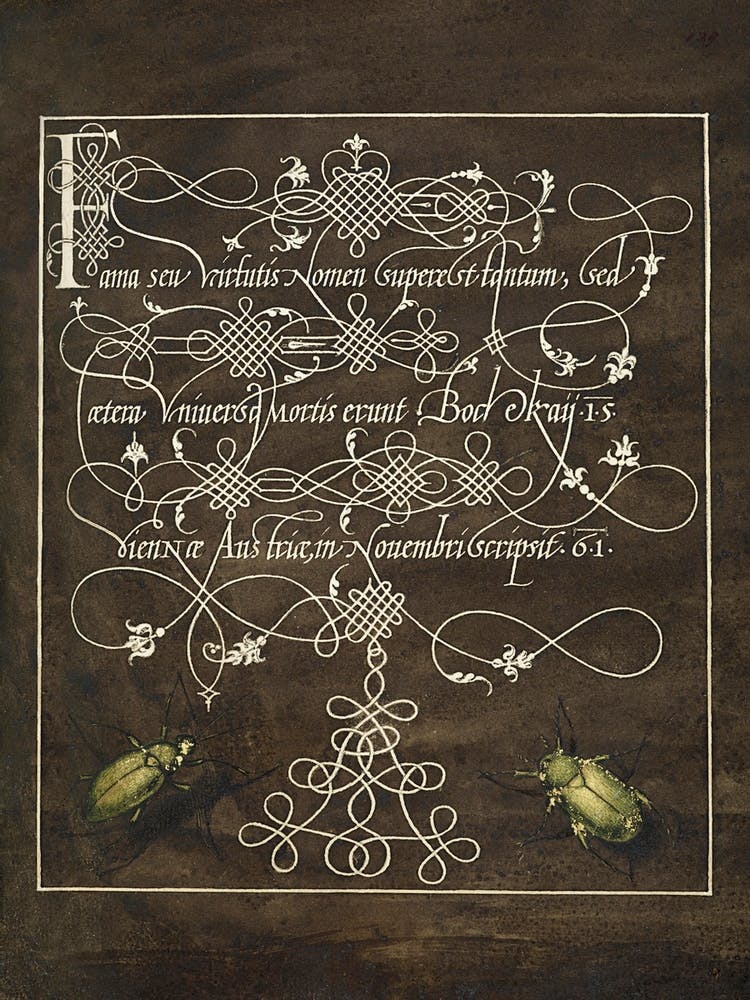 Ground Beetle And Scarab From Mira Calligraphiae Monumenta, Joris Hoefnagel