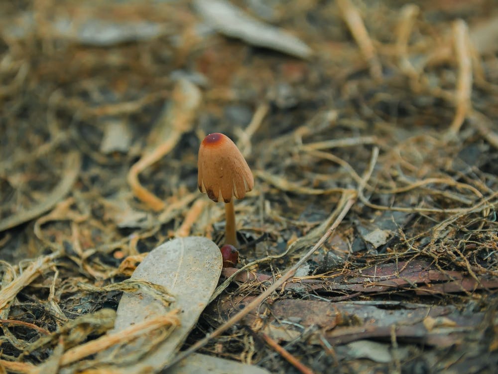 Pilz im Boden 1