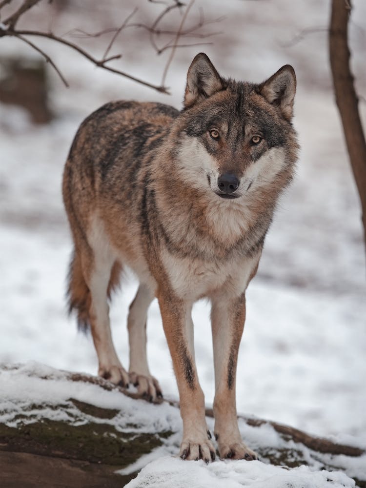 Expression de Loup