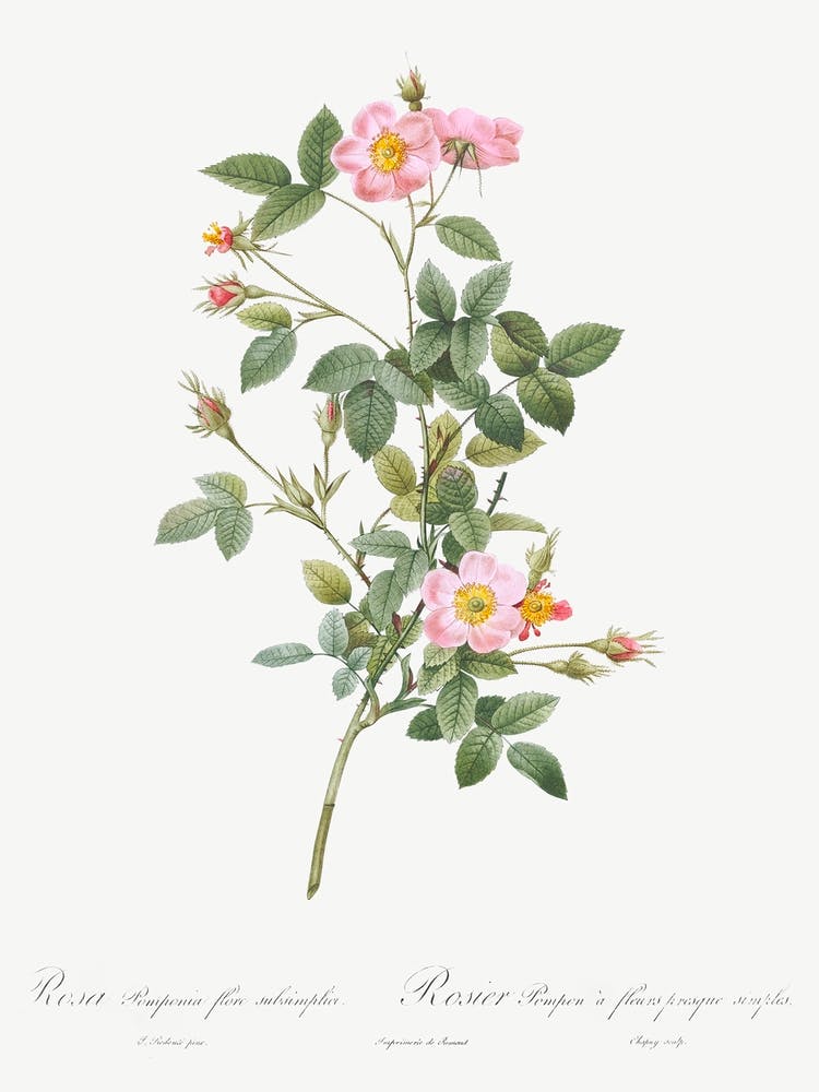 Pale Pink Pompon Rose, Pierre Joseph Redoute