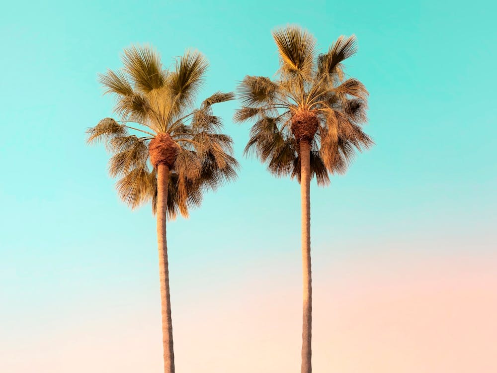 California Dreaming - Venice Palms