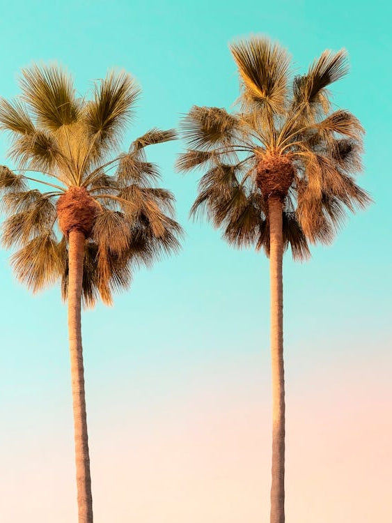 California Dreaming - Venice Palms