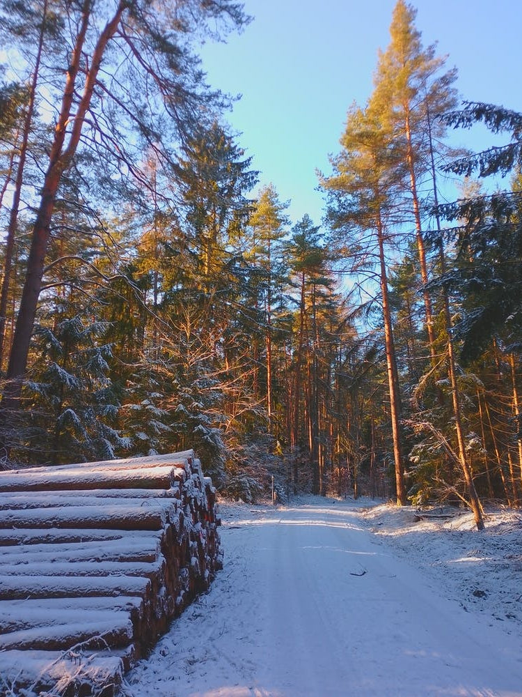Snowy Forest