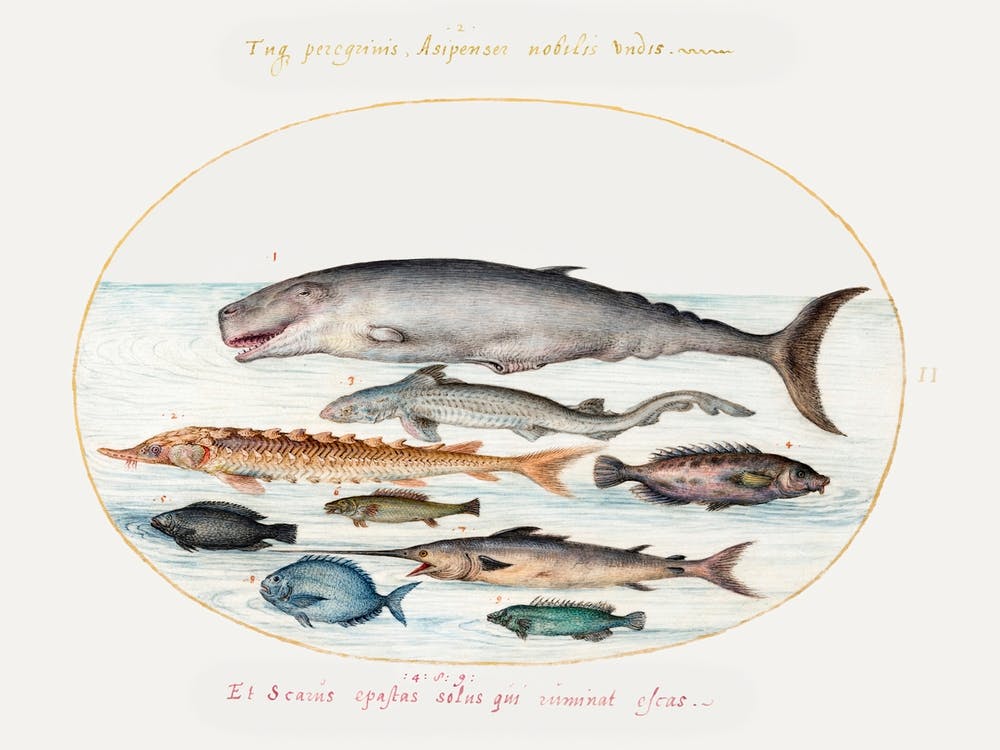 Sperm Whale, Sturgeon, Shark And Other Fish (1575–1580), Joris Hoefnagel