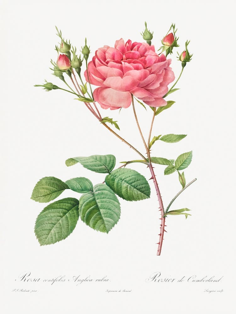 Rosa Centifolia Anglica Rubra, Pierre Joseph Redouté
