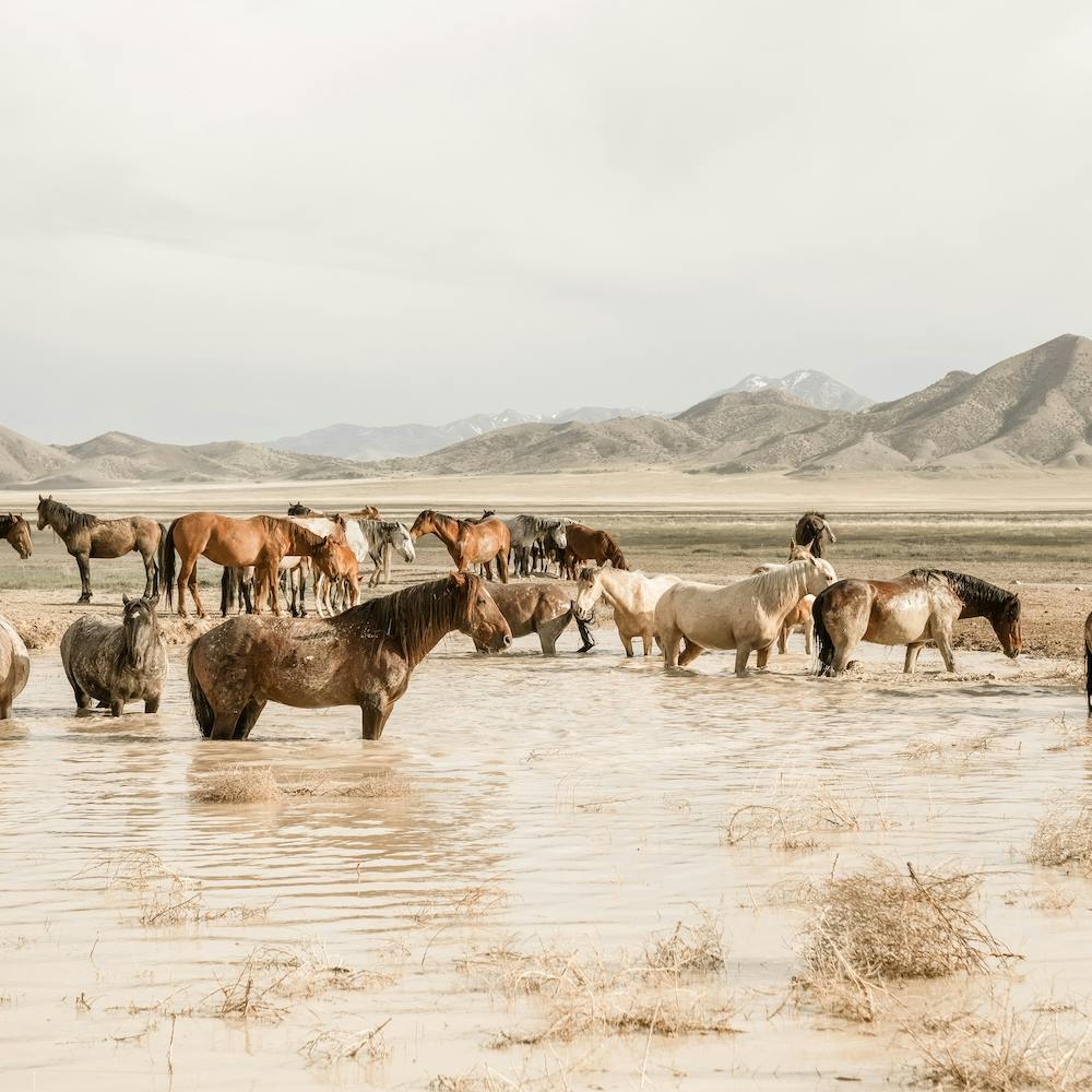 Wild Horses In Utah Square