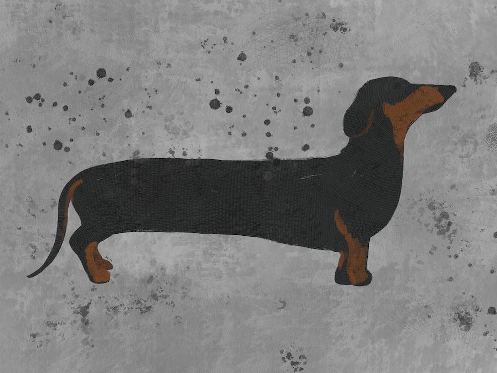 Dachshund