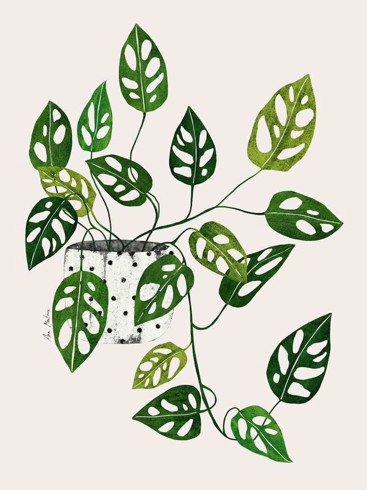 Monstera Plant 2