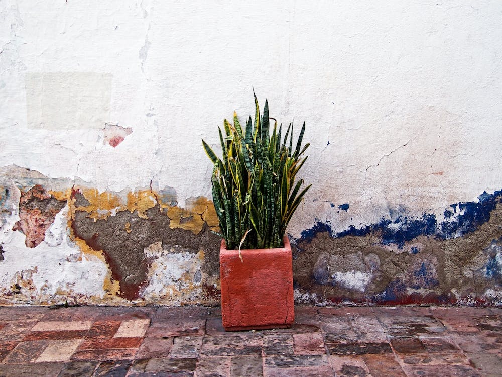 Queretaro Outdoor Plant