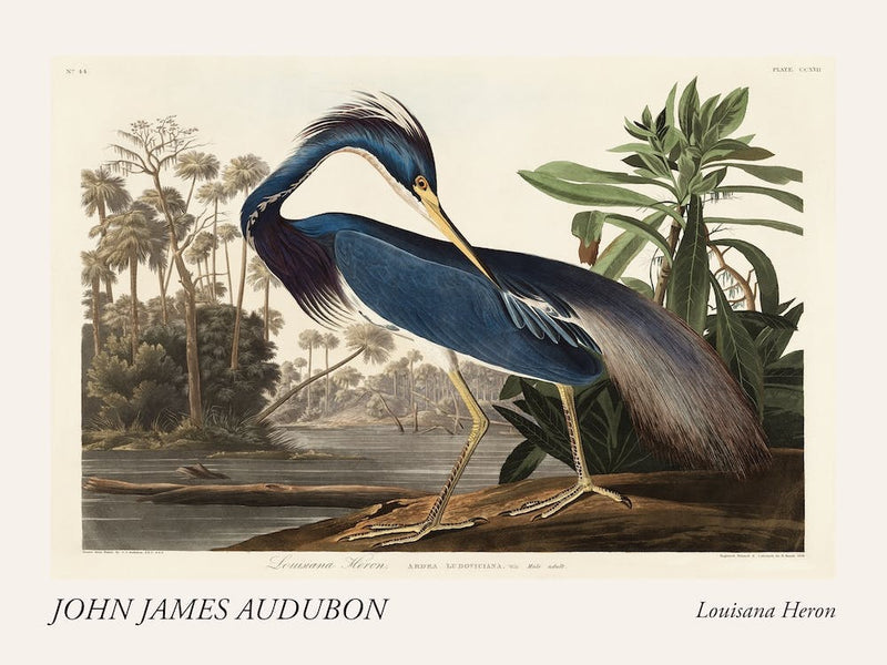 Louisiana Heron Poster