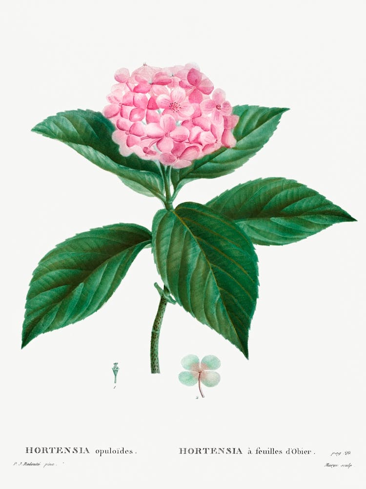 French Hydrangea, Pierre Joseph Redoute