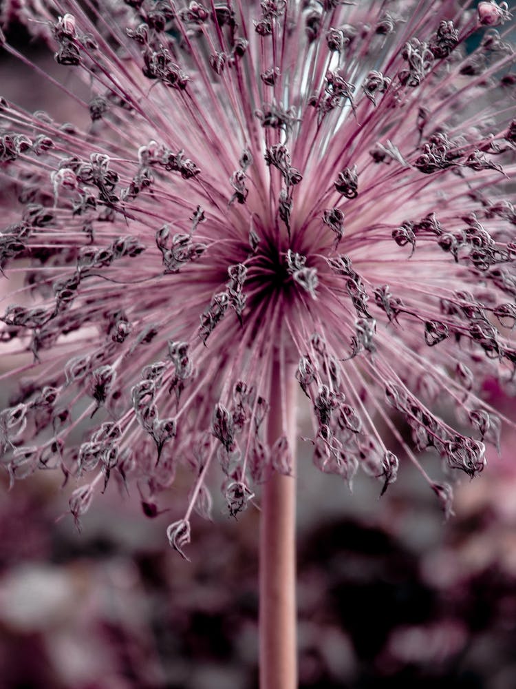 Allium Pink Flower