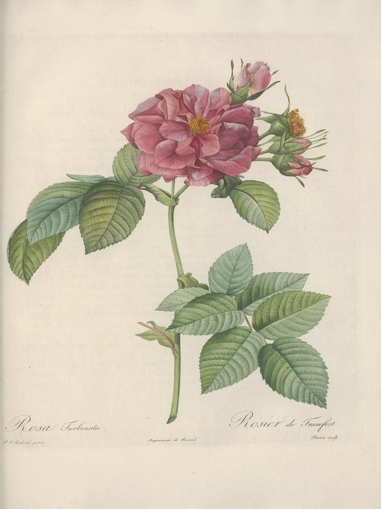 Rose Illustration, Pierre Joseph Redoute (57)