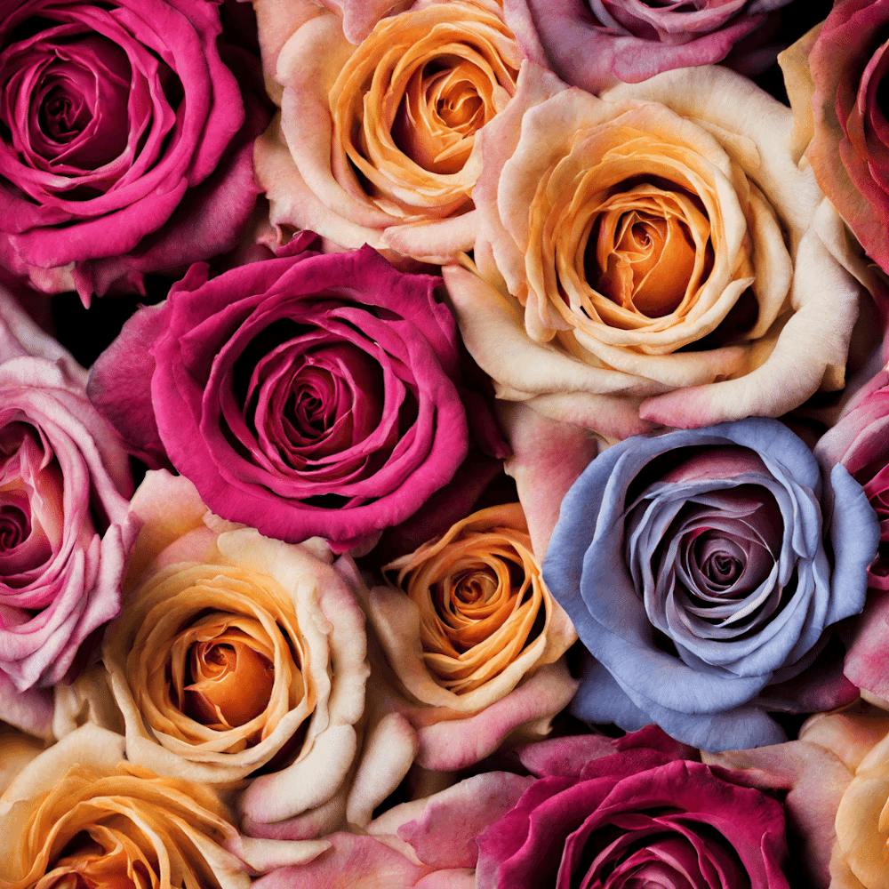Colorful Roses