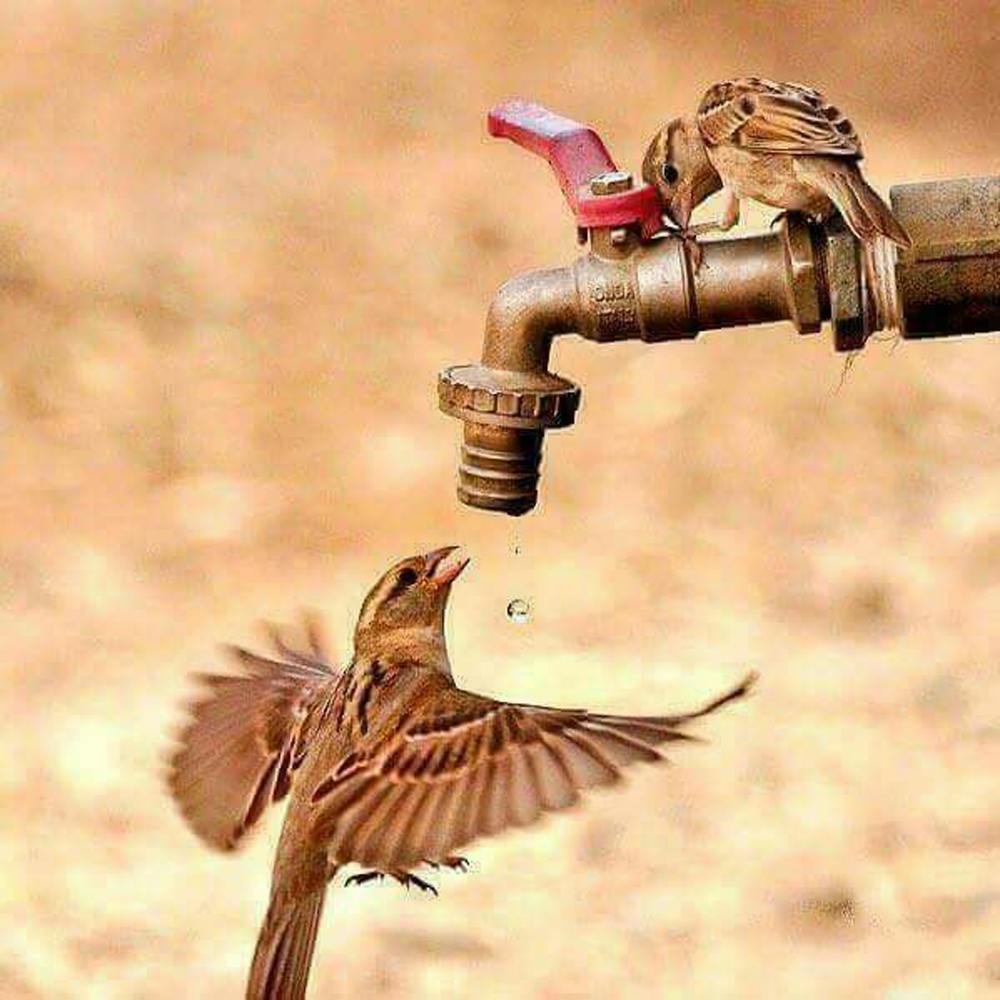 Birds Drinking Water From A Faucet