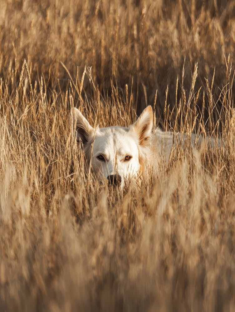 White Wolf In The Grass.Generated AI.
