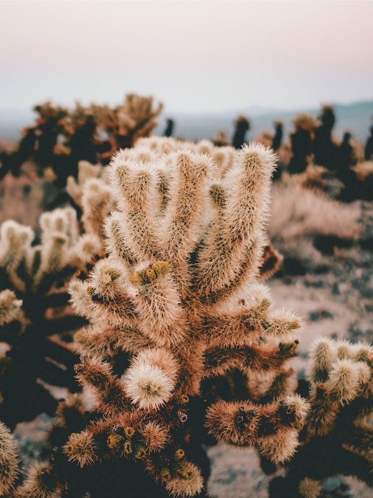 Beige Cactus Scenery