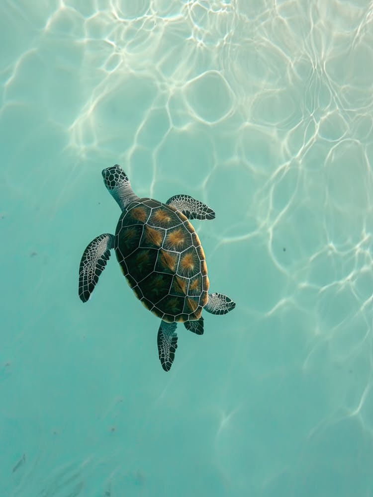 Sea Turtle Swimming 0