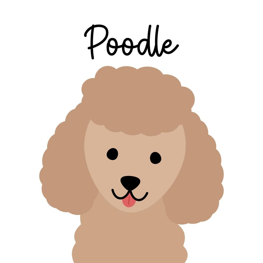 Poodle