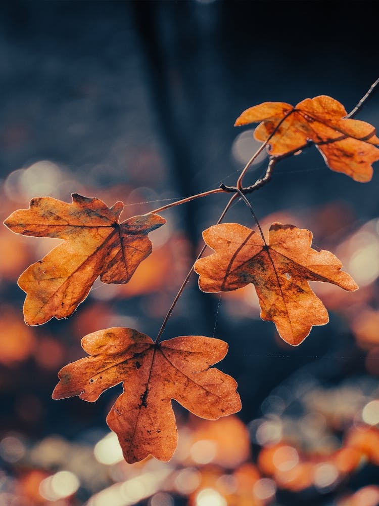 Beautiful Golden Autumn Leaves
