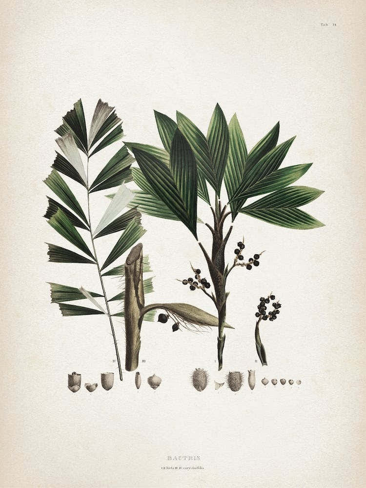 Vintage Martius 6 Bactris Hirta