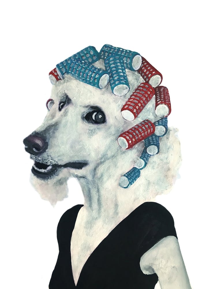 Poodle With Haircurles