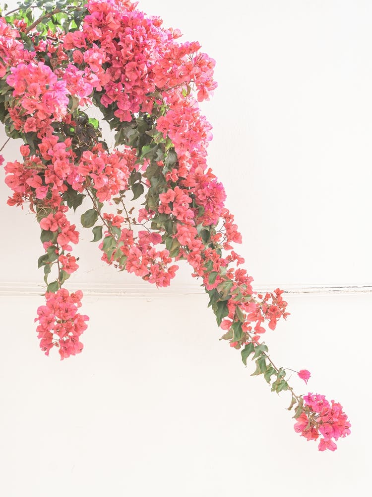 Bloom With Grace