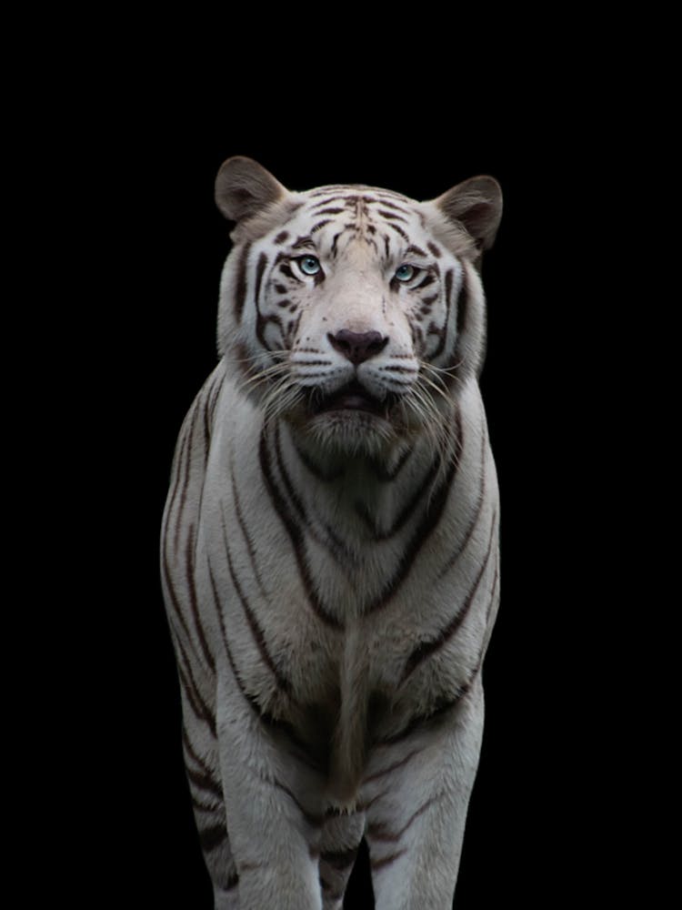 Tiger Animals Portrait