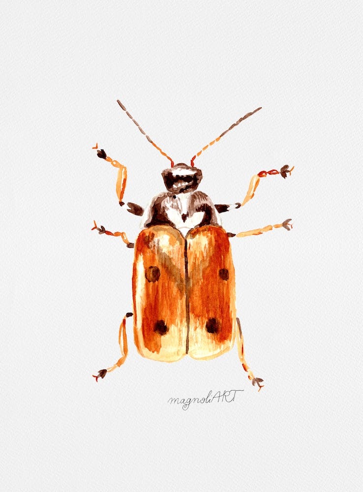 Cryptocephalus cordiger, un chrysomèle, œuvre d'art aquarelle