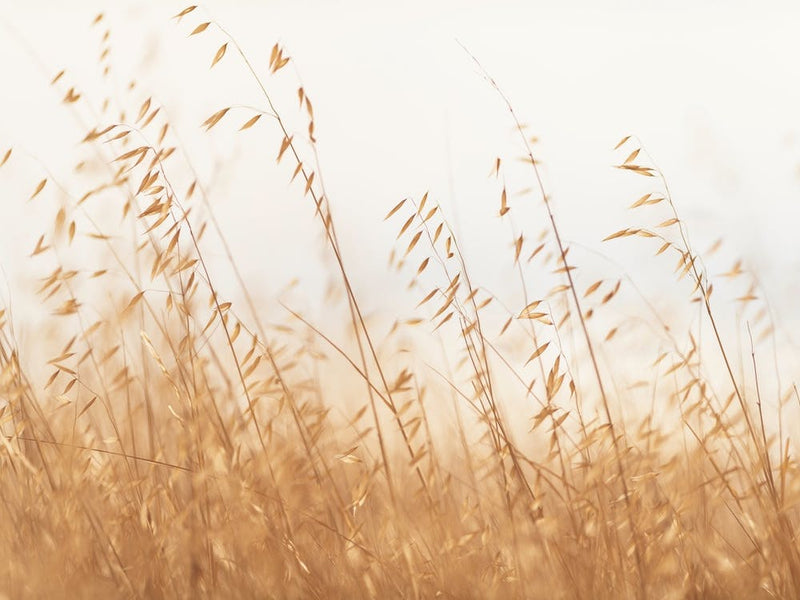 Oat Grass No 1