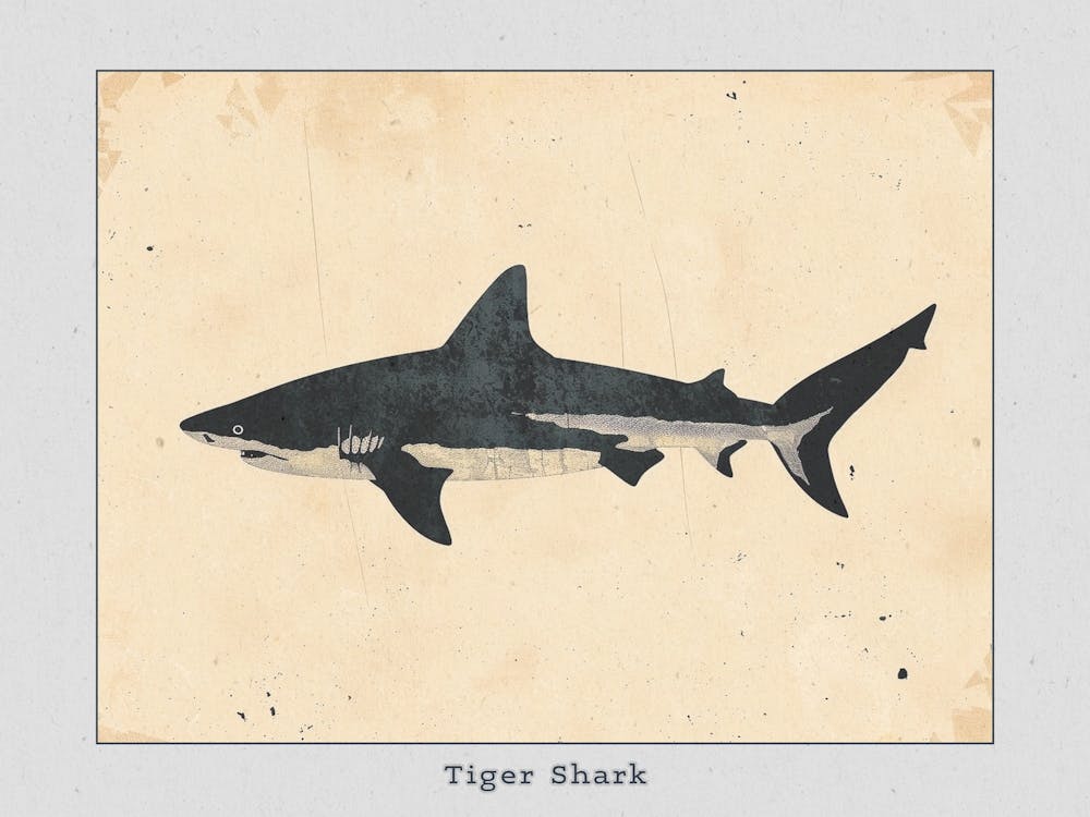 Tiger Shark Grey Silhouette 2 Poster