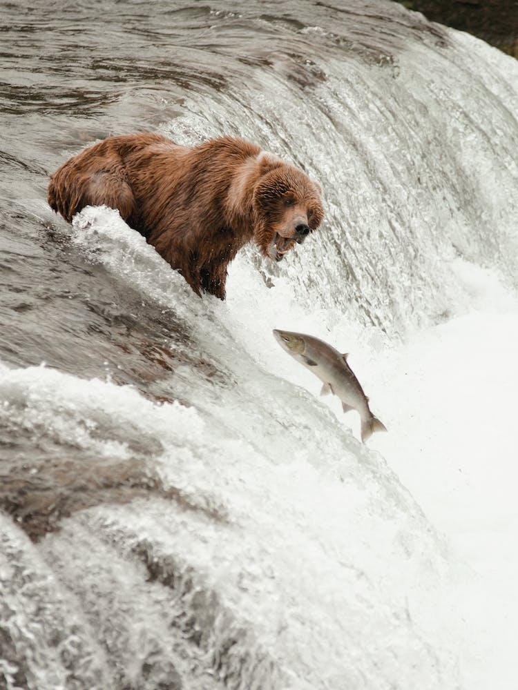 Grizzly Bear Catching Salmon