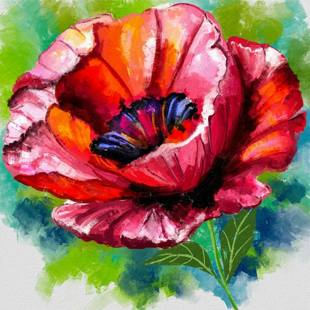Poppy Beauty