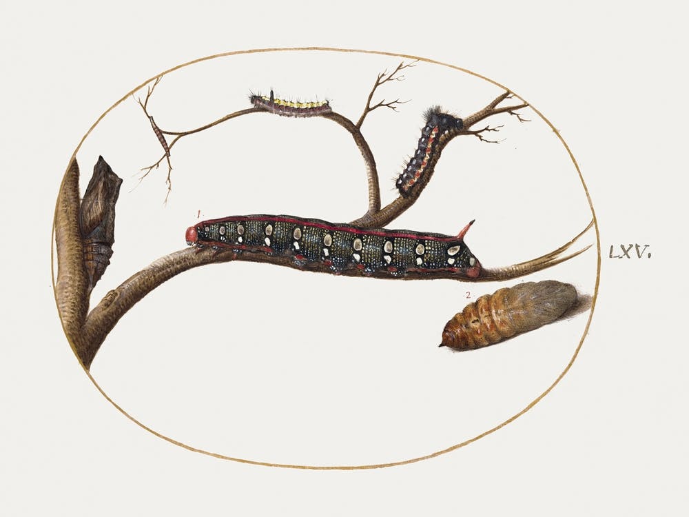 Leafy Spurge Hawkmoth Caterpillar, Pupae, And Other Caterpillars (1575–1580), Joris Hoefnagel
