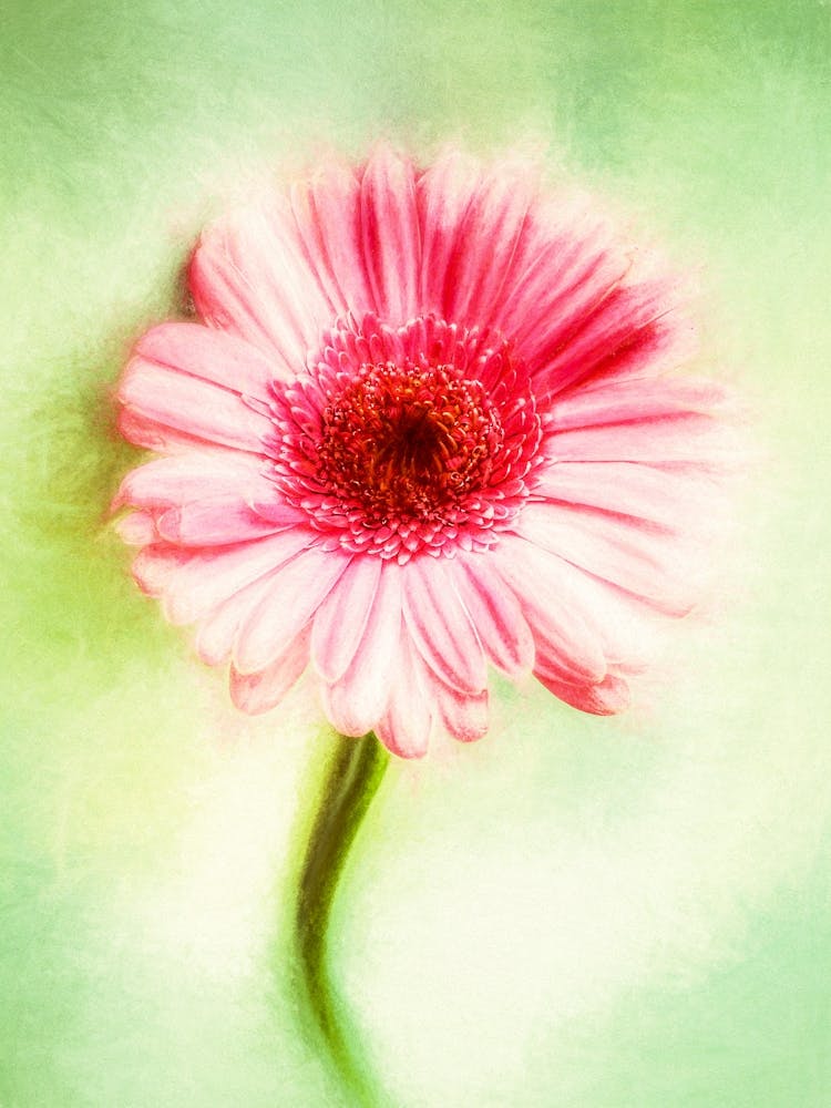 The Pink Flower 1