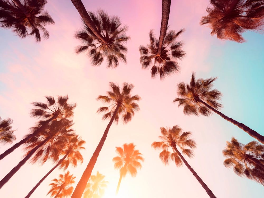 California Dreaming 020