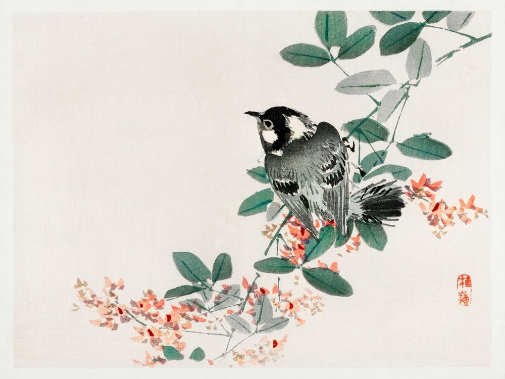 Black Capped Chickadee