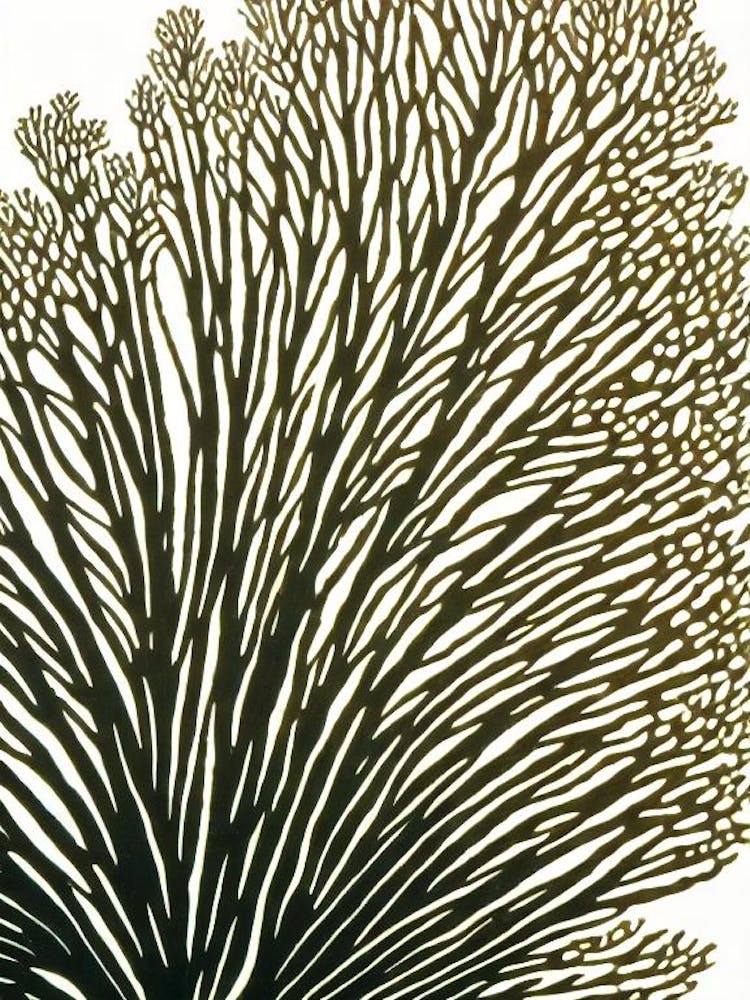 Acropora Tenella Iii Linocut